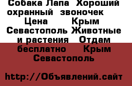 Собака Лапа. Хороший охранный “звоночек“)) › Цена ­ 1 - Крым, Севастополь Животные и растения » Отдам бесплатно   . Крым,Севастополь